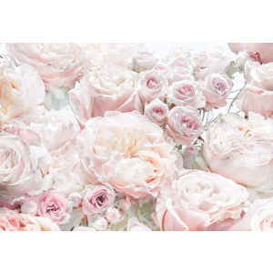 Фотообои бумажные Komar Spring Roses (Весенние розы) 368х254 см 8 сегментов (8-976)