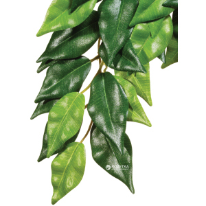 Растение Hagen Ficus Medium (015561230407) ТОП в Чернигове